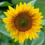 Sunflower photograph by R.L. Michals